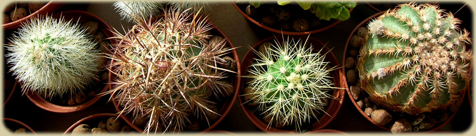 Echinocereus