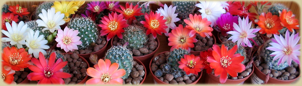 Rebutia