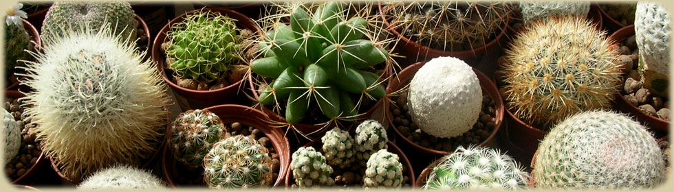 Mammillaria