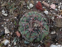Echinocactus horizonthalonius RUS-001, Pozos, GTO