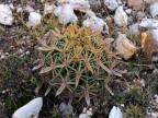 Ferocactus latispinus (yellow sps) Guanajuato, Mineral de Pozos RUS-001