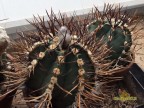 Astrophytum crassispinum cv.Taiho Japan  