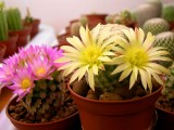 Купить кактус Mammillaria