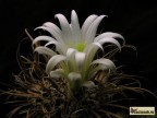 Toumeya papyracantha SB330 Sandoval Co, NM