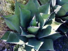 Agave potatorum RUS-095, Tecomashalco, Puebla 