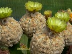 Astrophytum   asterias 'Kikko' 'Super Kabuto' 