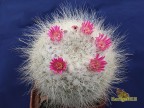 Mammillaria hahniana ML496