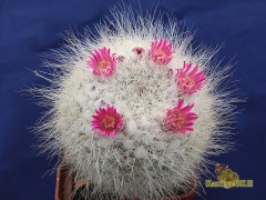 Mammillaria hahniana ML496 El Toro, Jalapa