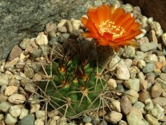 Acanthocalycium ferrari WR 572 sev.od Sta. Maria Tucuman