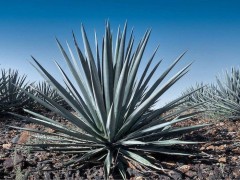 Agave tequilana RUS 107 Mexicó