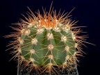 Melocactus neomontanus