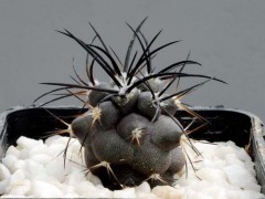 Copiapoa coquimbana RUS-255, Trapiche, Chile