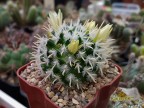 Mammillaria duwei RUS 469 La Luz, SLP