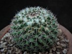 Mammillaria collinsii Tehuantepec