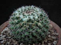 Mammillaria collinsii Tehuantepec