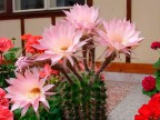 Echinopsis werdermannii - obr.růž.květ, krátký trn, ideál.podložka