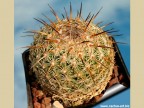 Coryphantha werdermannii, Coahuilla, El Hundido  RUS-454