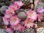 Rebutia (Aylostera) cv. 'Leona'