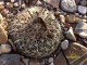 Coryphantha pseudokraciki, RUS-560 El Molino, Chihuahua