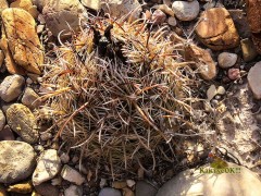 Coryphantha pseudokraciki, RUS-560 El Molino, Chihuahua