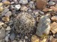 Coryphantha pseudokraciki, RUS-560 El Molino, Chihuahua