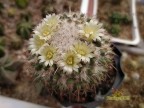 Mammillaria collinsii Tehuantepec