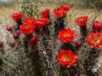 Echinocereus arizonicus