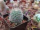 Rebutia einsteinii 'atrospinosa' WR 163 (Cachinal, 4100m, Arg)