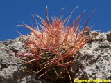 Купить семена Ferocactus