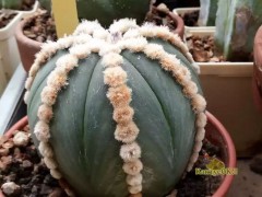 Astrophytum asterias ‘Ooibo’ nudum  