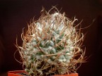 Turbinicarpus gracilis SB 273 Nuevo Leon (Aramberri)