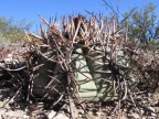 Echinocactus horizontalonius, PD 60 Coahuila (La Encantada)