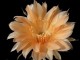 Echinopsis hybrid verschiedene Farben, differnt colours