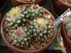 Echinofossulocactus phyllacanthus RS 454c