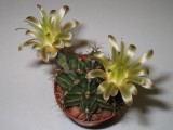 Купить кактус Gymnocalycium