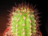 Купить семена Trichocereus