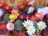 Купить кактус Rebutia