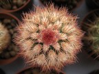 Echinocereus dasyacanthus RUS-275, Ohara Rd, New Mexico,USA  