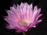 Купить кактус Echinopsis