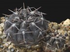 Gymnocalycium striglianum var. aeneum VG-407, Sa del Gigante, San Luis,741m