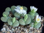 Lithops fulviceps 'aurea' C 363