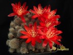 Rebutia nogalesensis Tarvita FR 768