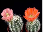  Echinocereus, x lloydii 