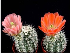 Echinocereus,  x lloydii 