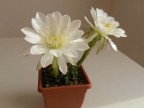 Echinopsis semidenudata KK1273