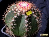 Купить семена Melocactus