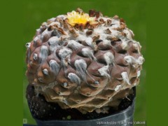 Copiapoa barquitensis