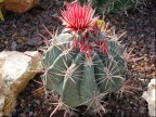 Ferocactus townsendianus RUS-129 Santa Rosalina, BC