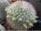 Mammillaria densispina