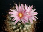 Turbinicarpus pseudomacrochele v. alenae